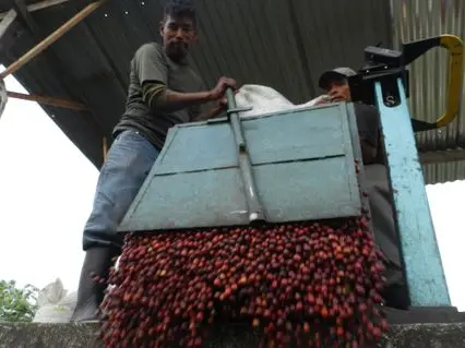 Trabajador descargando cerezas de cafe en despulpadora