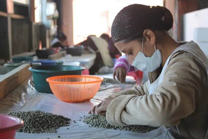 Mujer seleccionando granos de cafe verde a mano