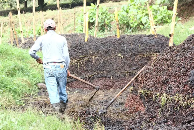 Trabajador volteando pila de pulpa de cafe para abono