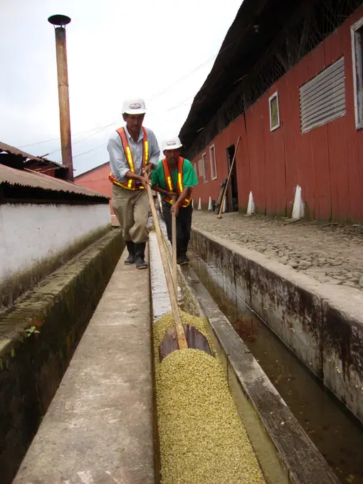 Trabajadores moviendo cafe en canal de clasificacion