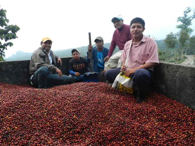 Trabajadores junto a cerezas de cafe recien cortadas