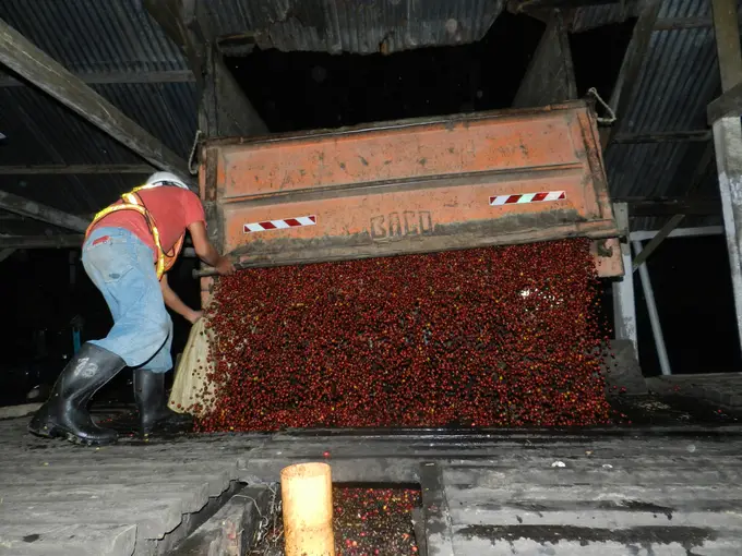 Trabajador alimentando cerezas a maquina despulpadora