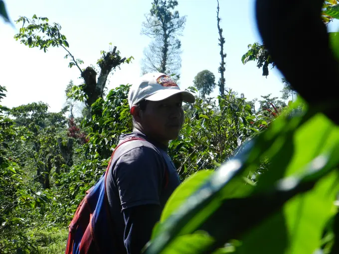 Trabajador entre arboles de cafe en la finca