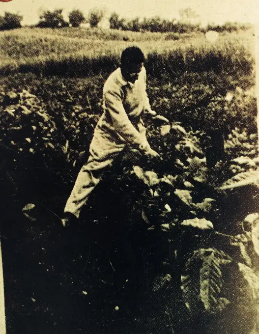 Foto historica de trabajador en el cafetal