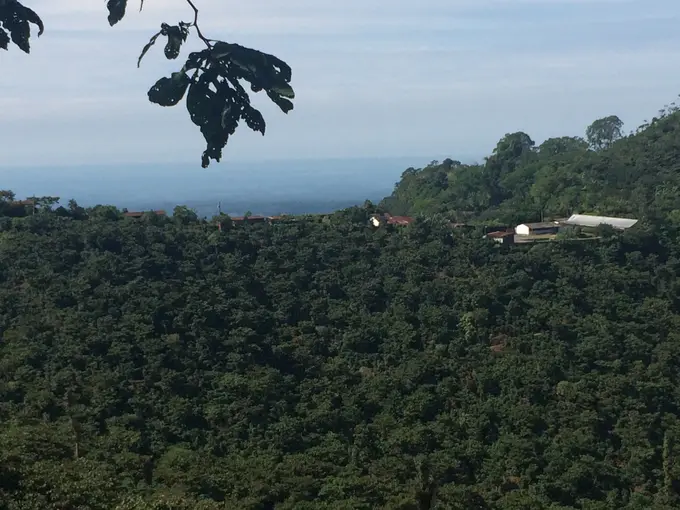 Paisaje montanoso con cafetal y bosque de Culpan