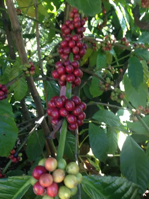 Granos de cafe verde secando en cama de madera