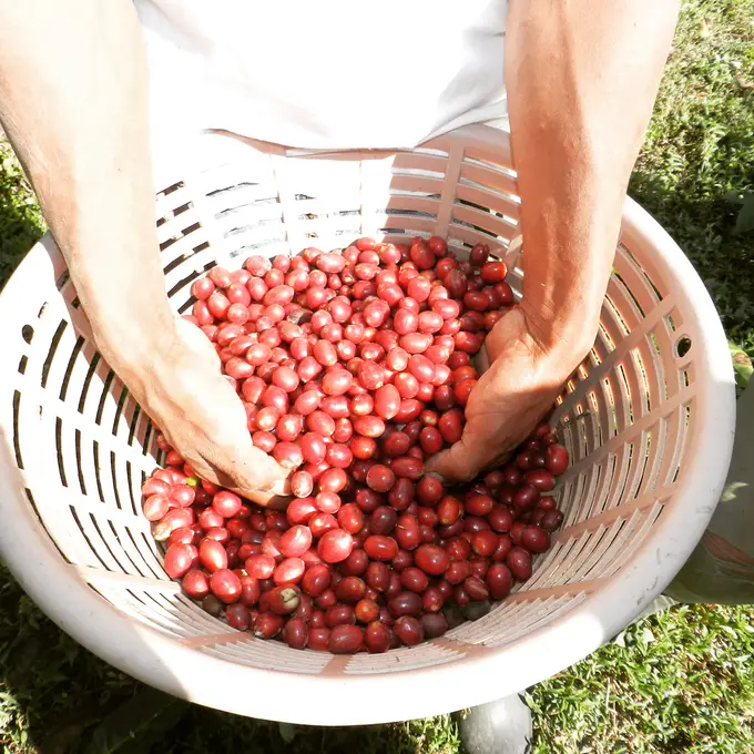 Cerezas rojas de cafe maduras entre el follaje