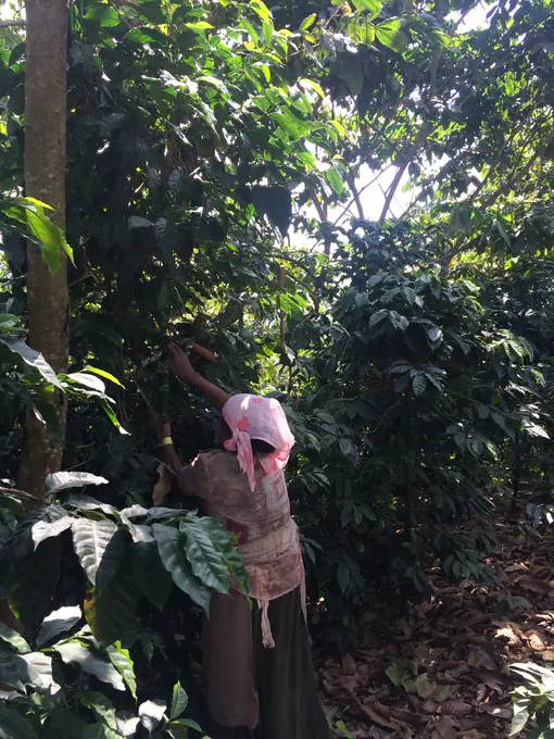 Manos seleccionando cerezas de cafe en canasto