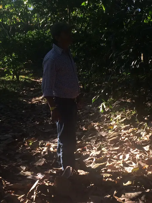 Trabajador caminando entre arboles del cafetal