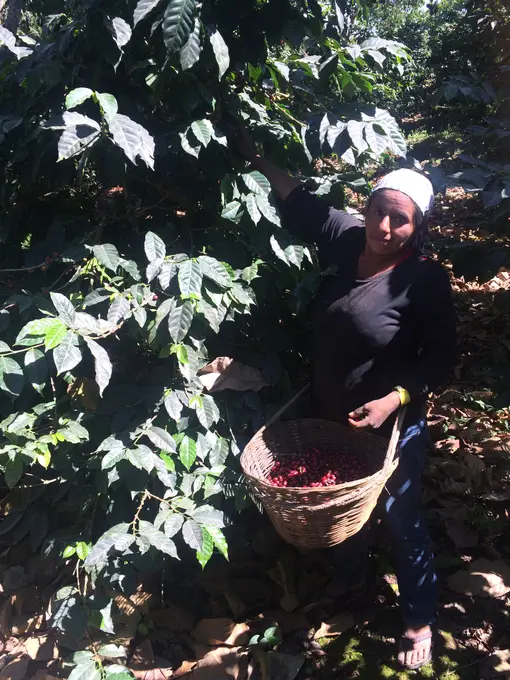 Mujer con canasto recolectando cerezas de cafe
