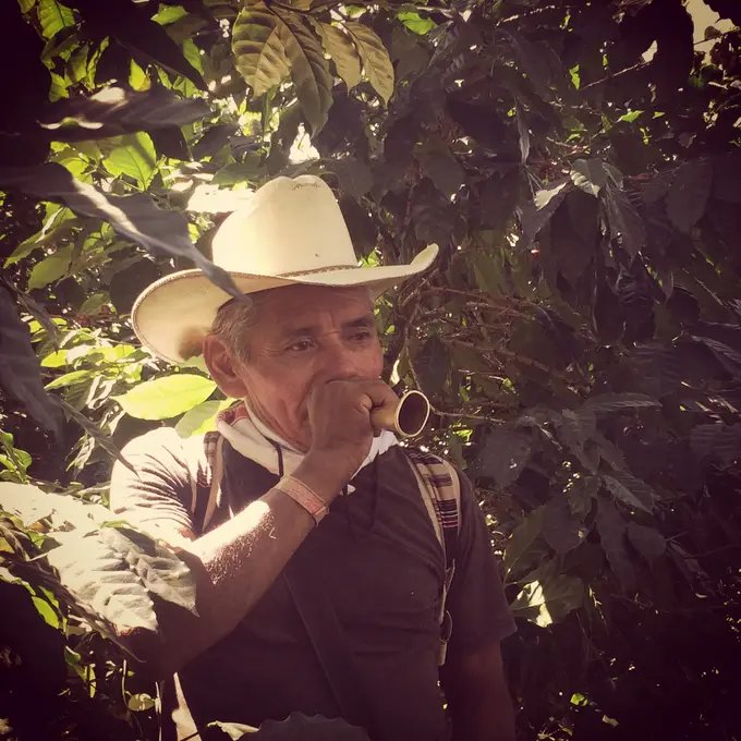 Hombre con sombrero tomando cafe en el cafetal