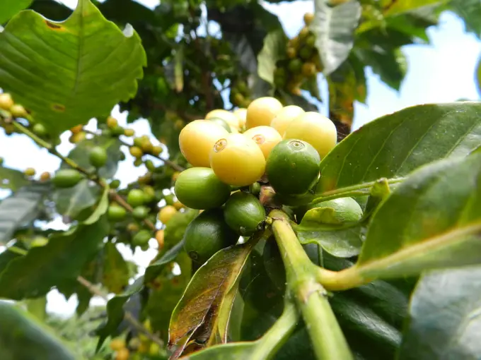 Cerezas de cafe amarillas y verdes en la rama