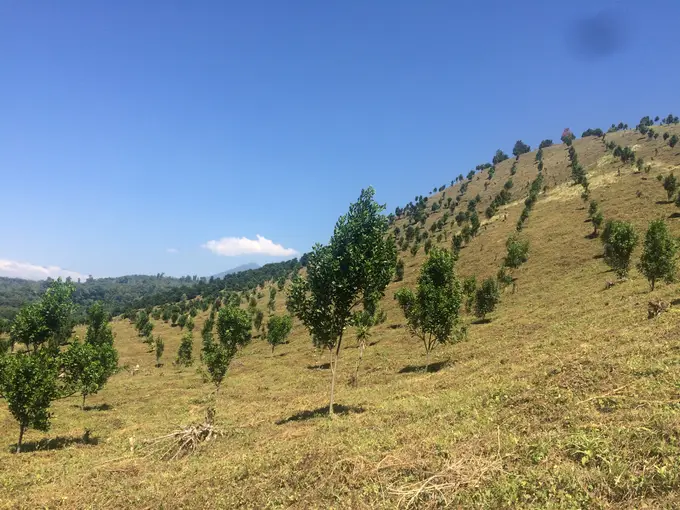 Ladera con arboles jovenes y cielo despejado
