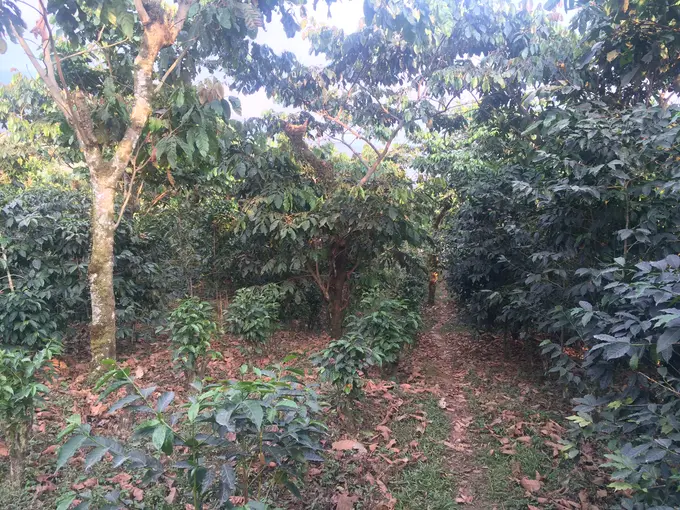 Camino entre hileras de arboles de cafe