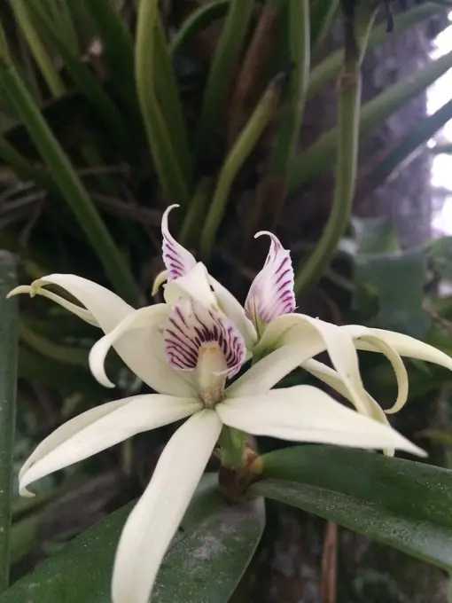 Orquidea blanca silvestre florecida en la finca