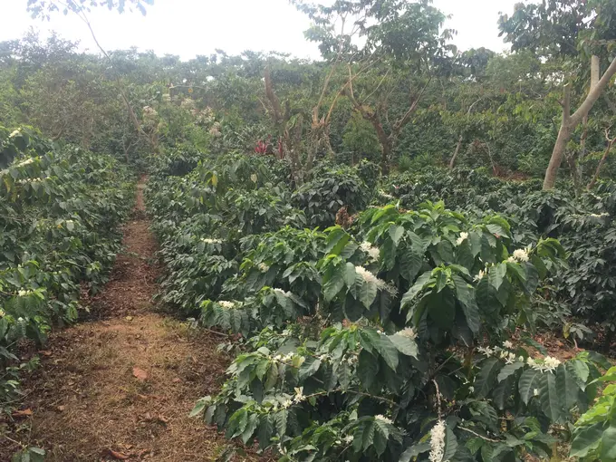 Cafetal en flor con sendero entre las plantas