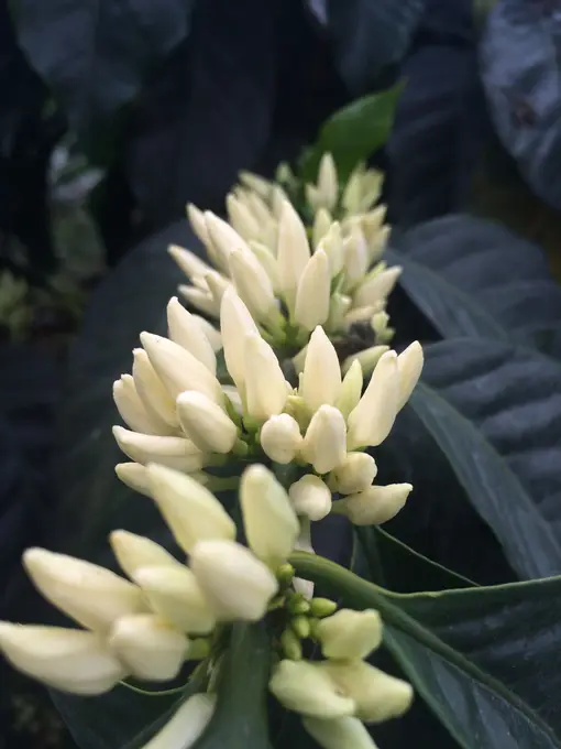 Botones de flor de cafe a punto de abrir