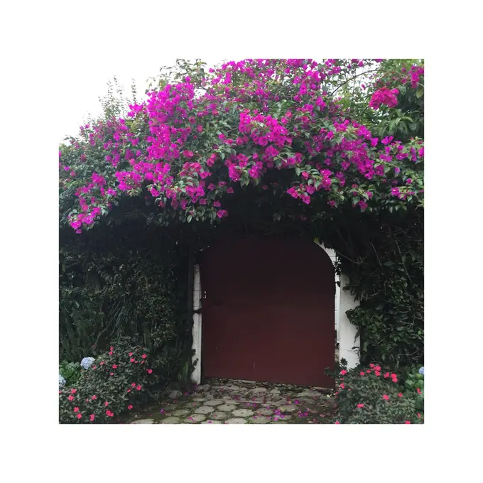 Porton cubierto de buganvilia rosada florecida