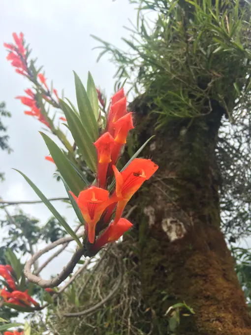 Flor roja silvestre creciendo sobre tronco de arbol