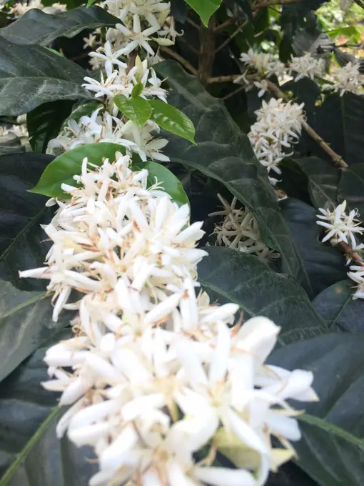 Ramas de cafe cubiertas de flores blancas