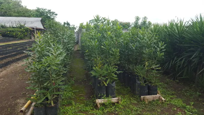 Plantas jovenes de macadamia en bolsas de almacigo