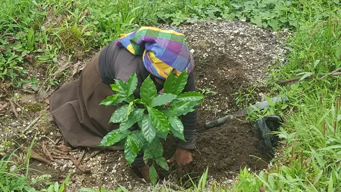 Trabajadora sembrando una planta joven de cafe