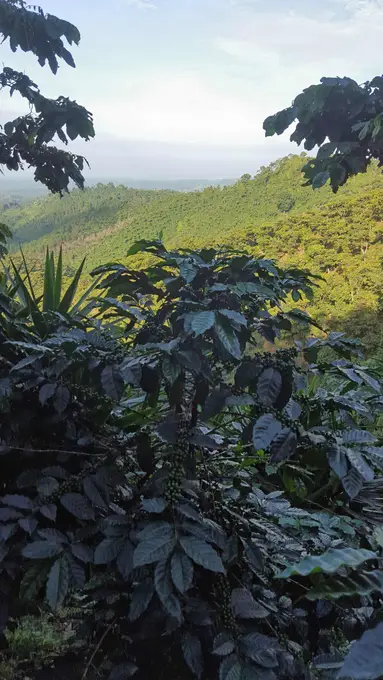 Planta de cafe con vista a las montanas al fondo