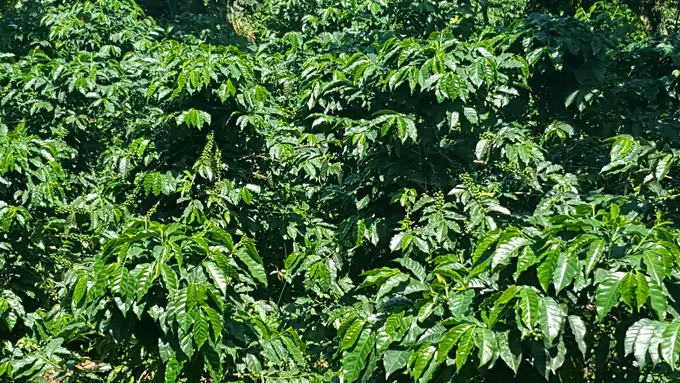 Plantas de cafe verdes en floracion temprana