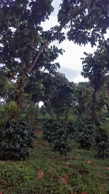 Cafetal bajo arboles de sombra en la ladera