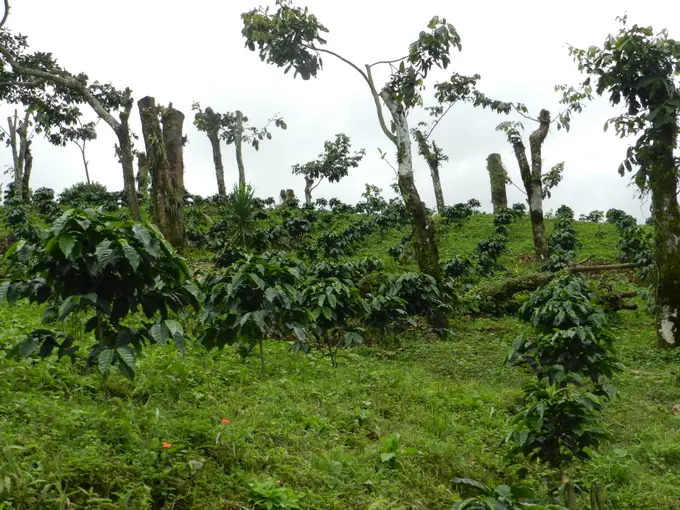 Cafetal joven con arboles de sombra podados