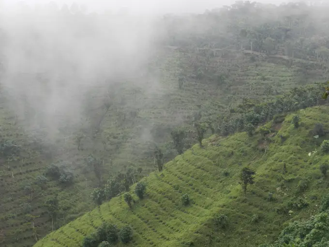 Ladera de la finca cubierta de neblina
