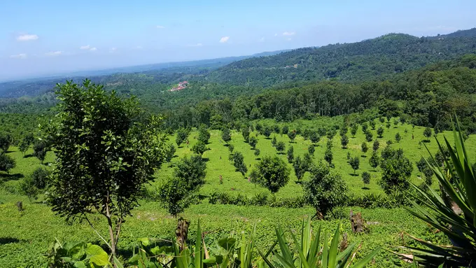 Plantacion de arboles jovenes de macadamia en ladera