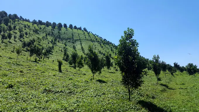 Arboles jovenes de macadamia recien sembrados en cerro