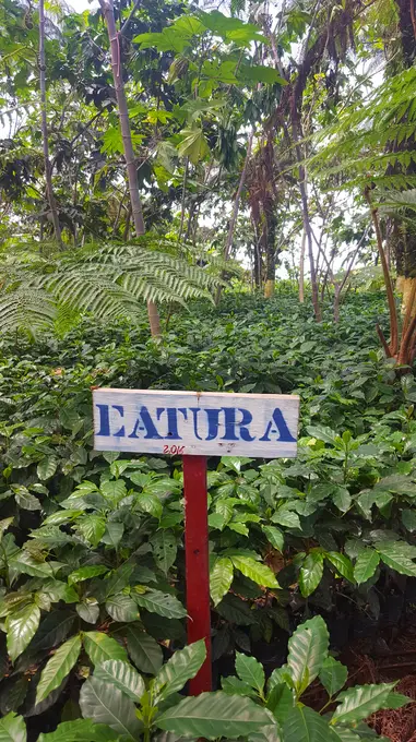 Rotulo de variedad Catura entre plantas de cafe