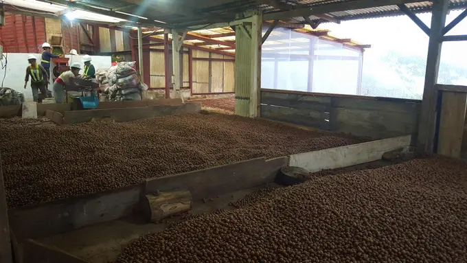 Cafe en pergamino secando en patios de la finca