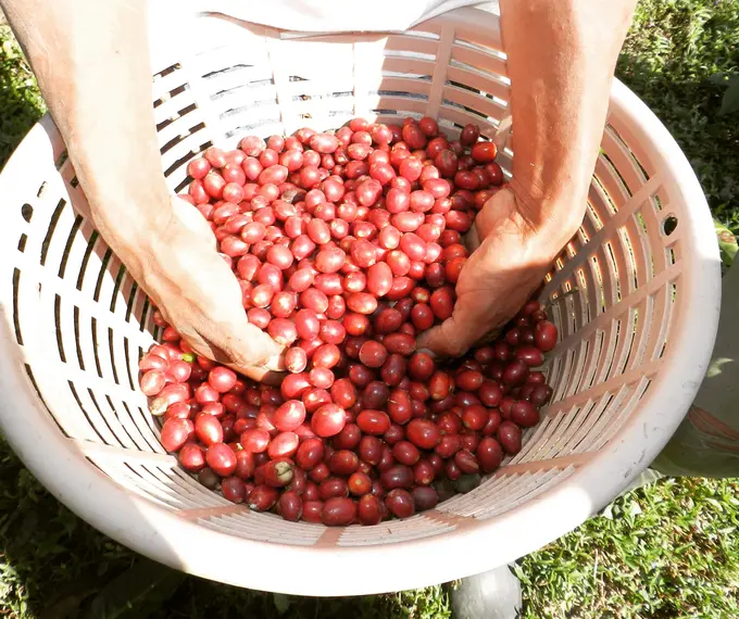 Manos seleccionando cerezas rojas de cafe en canasta