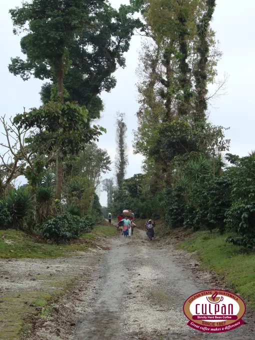 Trabajadores cargando sacos por el camino de la finca