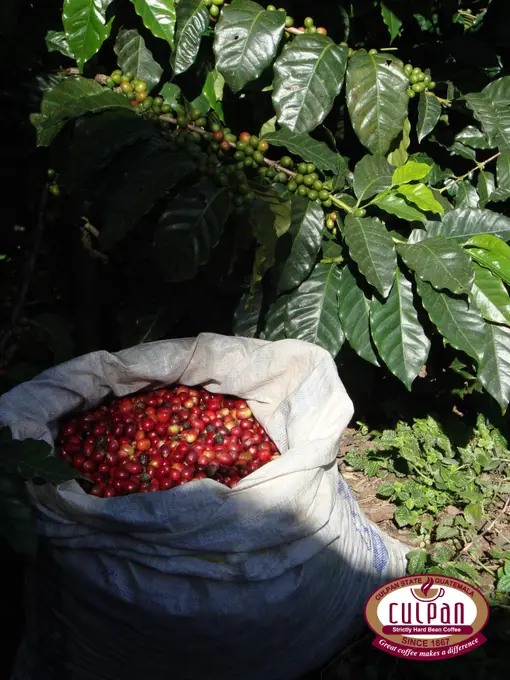 Saco de cerezas recien cortadas bajo planta de cafe