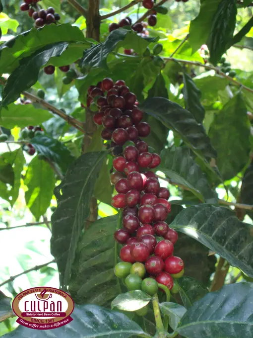 Racimo de cerezas de cafe maduras en la rama