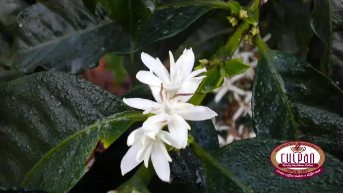 Flor blanca de cafe con gotas de lluvia