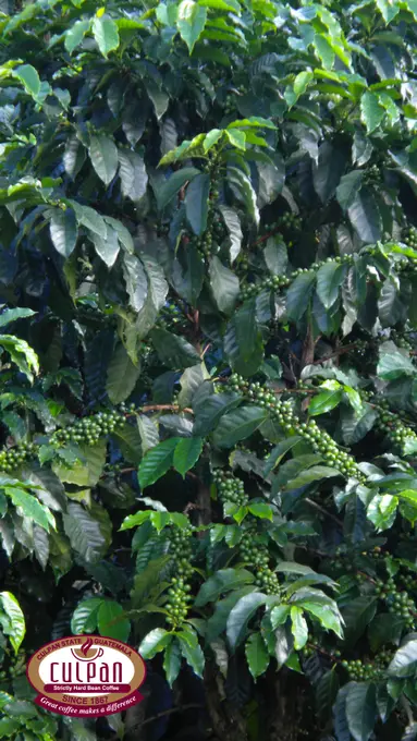 Arbol de cafe cargado de granos verdes