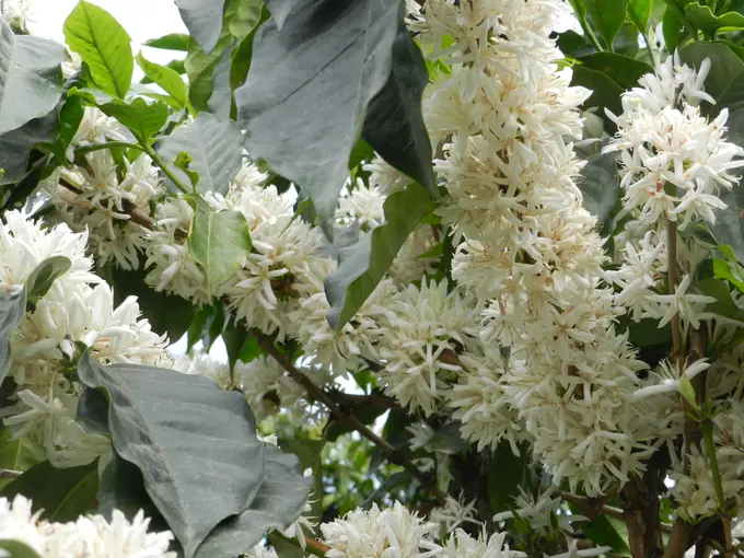 Plantas de cafe en plena floracion blanca