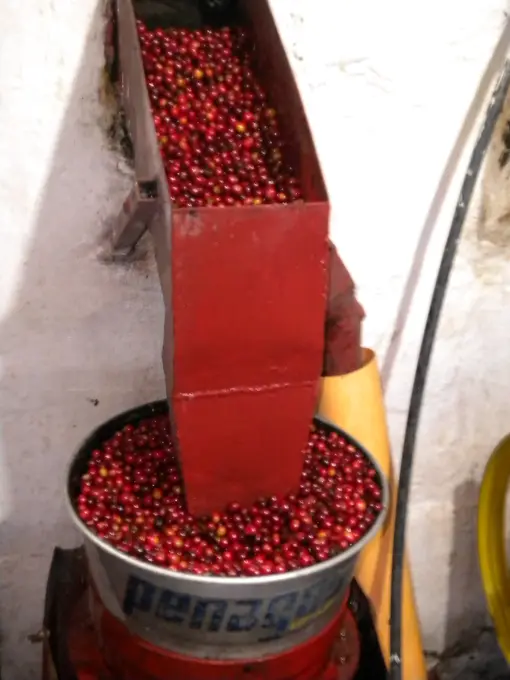 Despulpadora recibiendo cerezas rojas de cafe