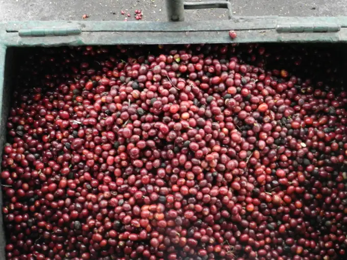 Cajon lleno de cerezas rojas de cafe cosechadas