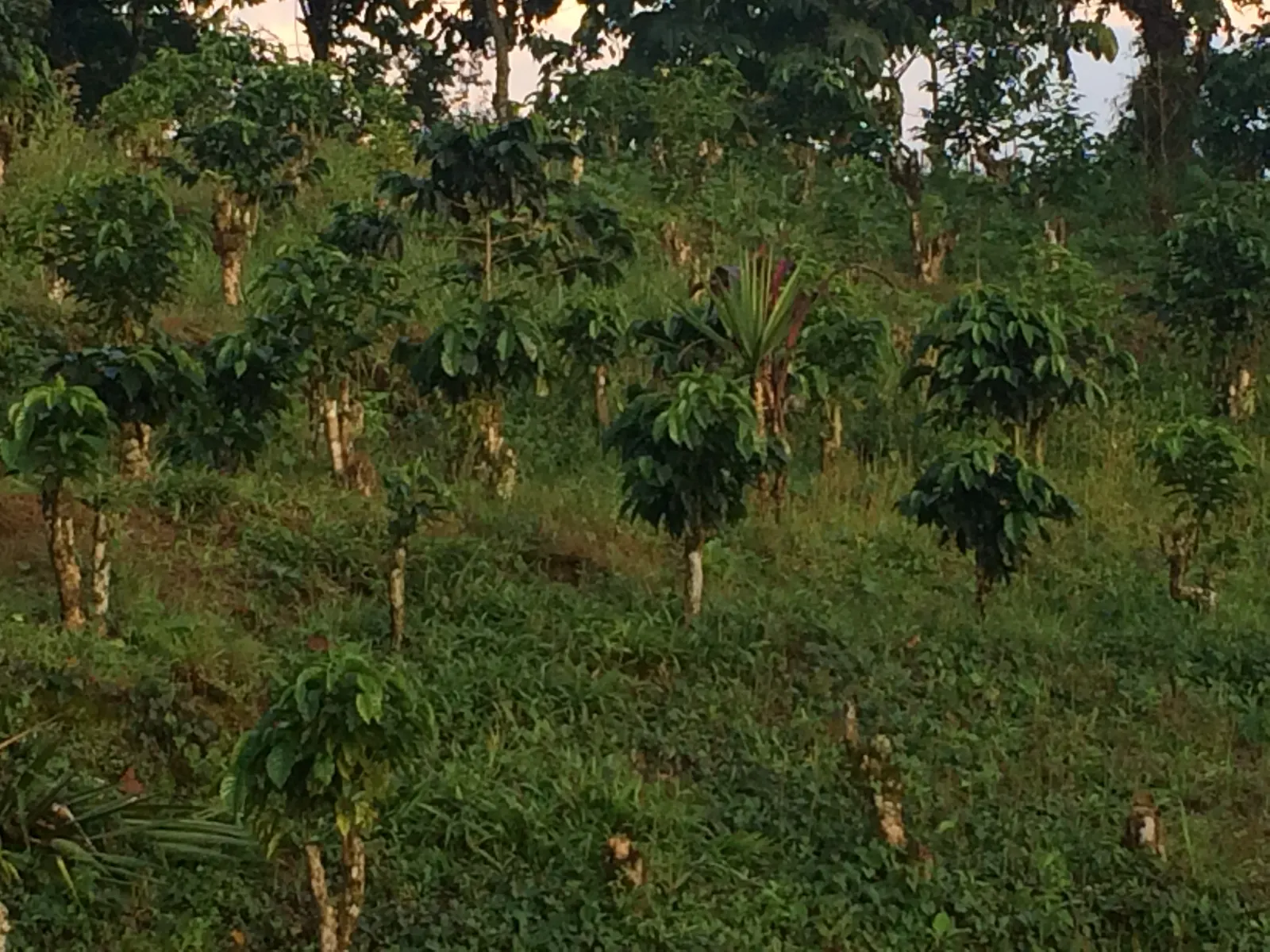 Reforested slope with young trees at Culpan