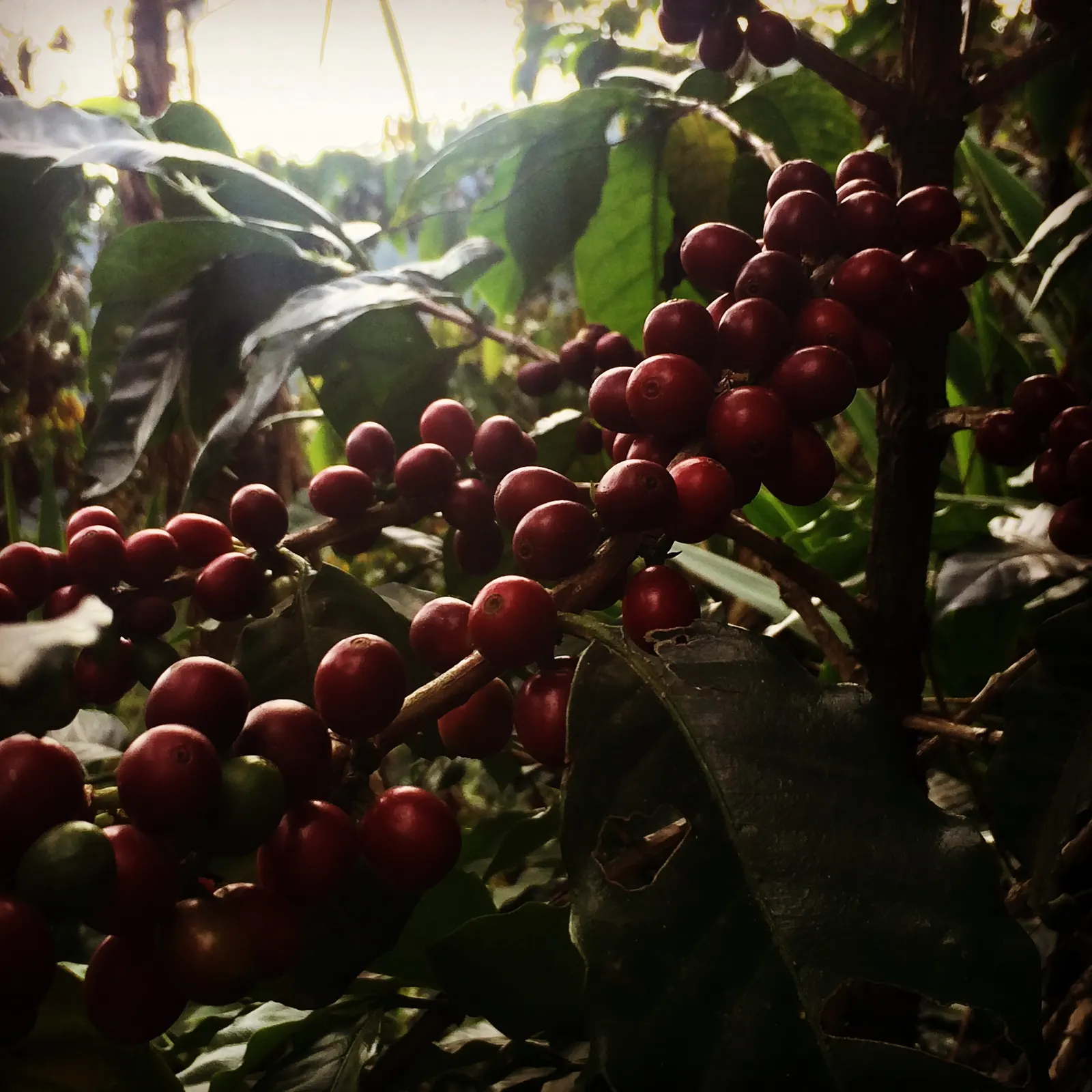 Cerezas de cafe maduras listas para la cosecha