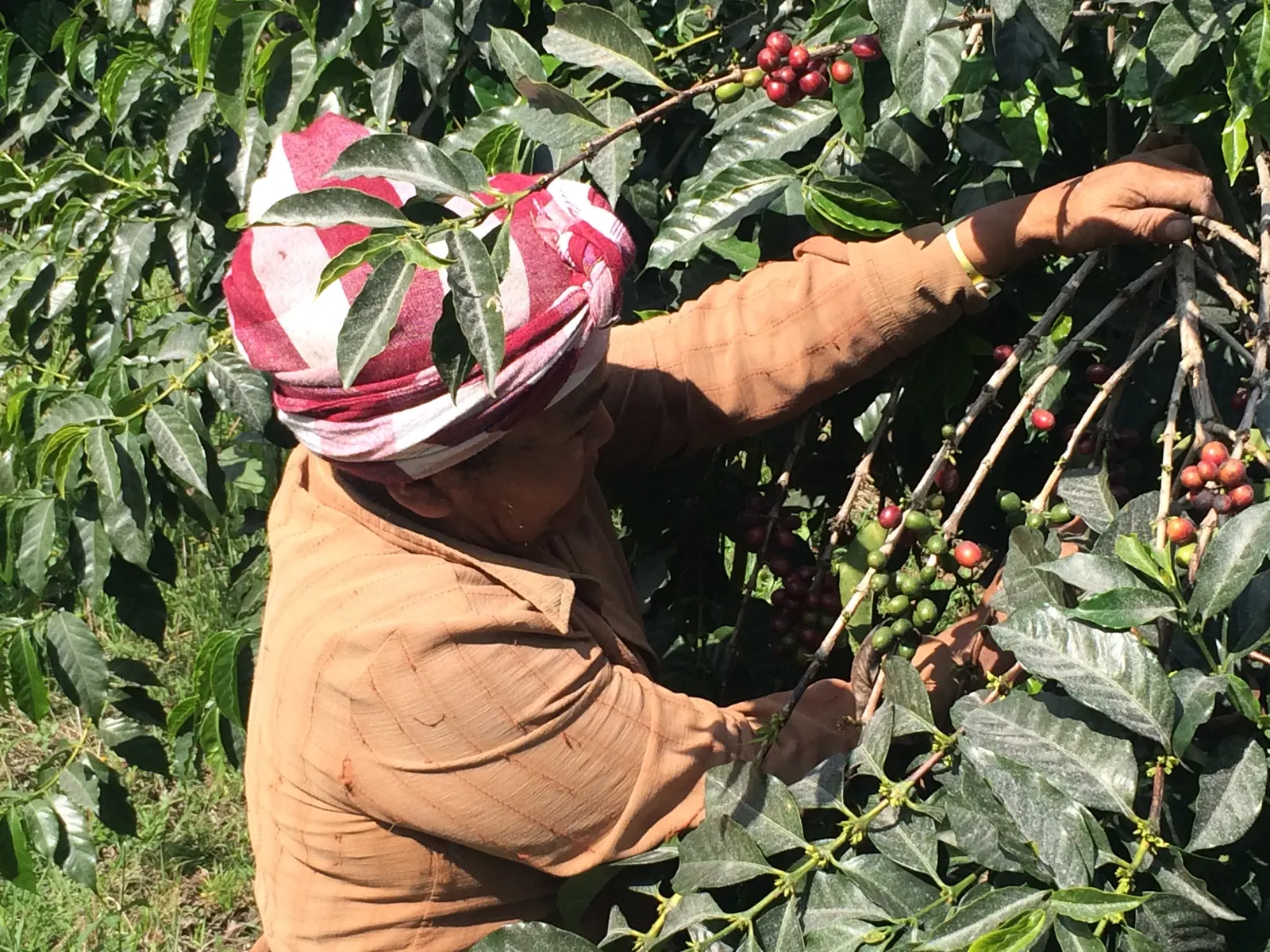 Recolectora cosechando cerezas de cafe en Culpan