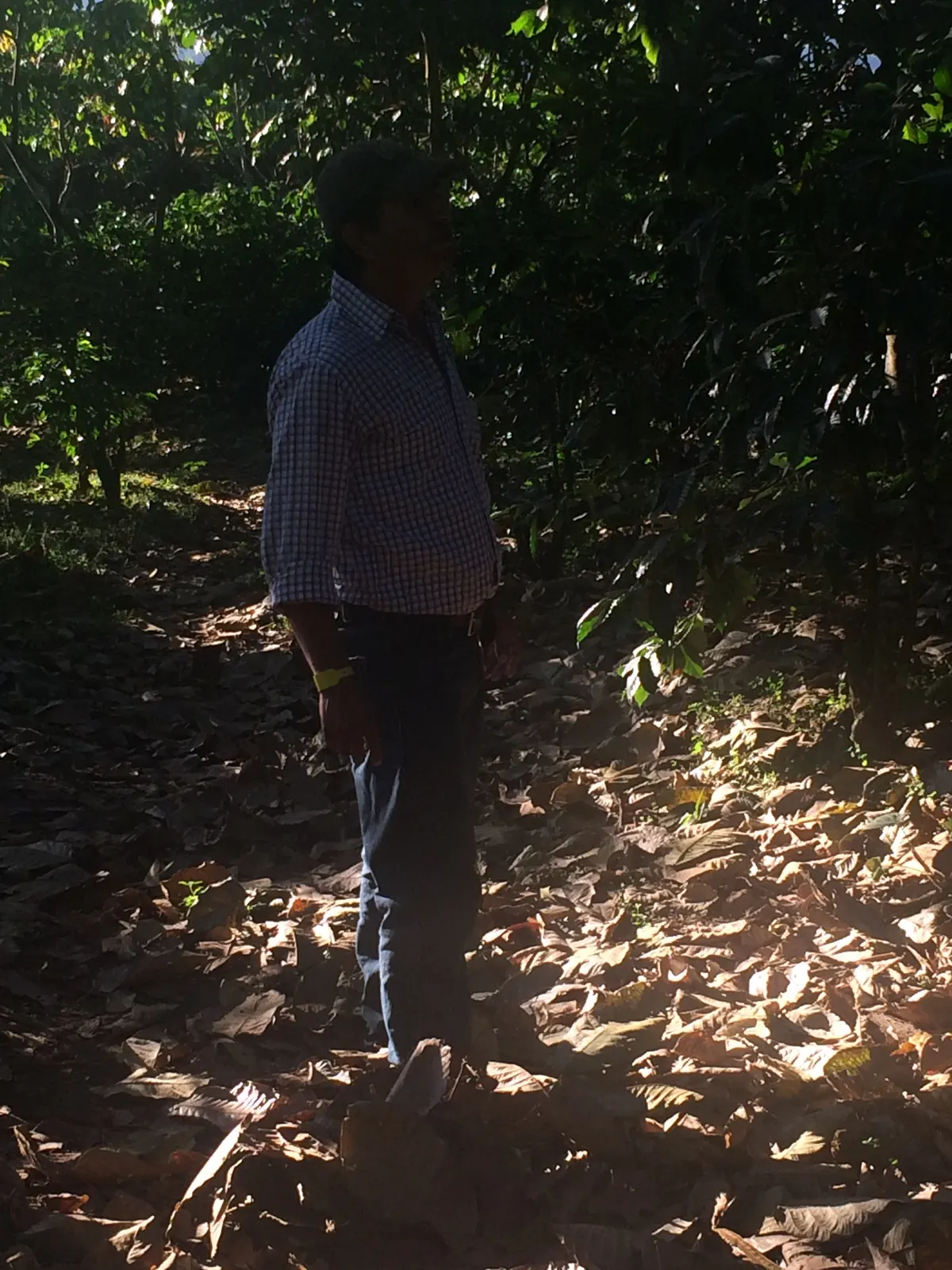 Trabajador caminando entre los arboles del cafetal de Culpan