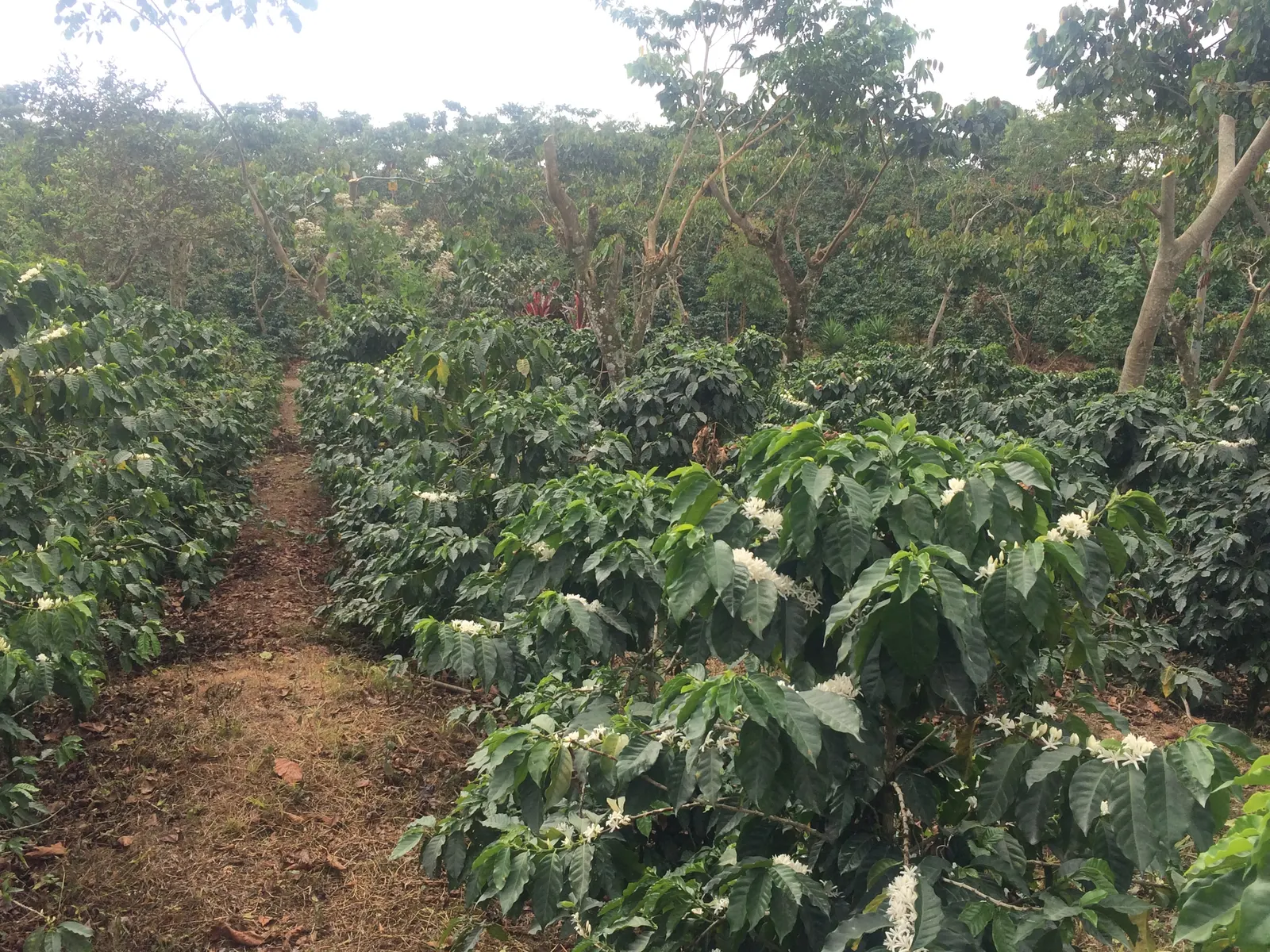 Cafetal de Culpan en plena floracion