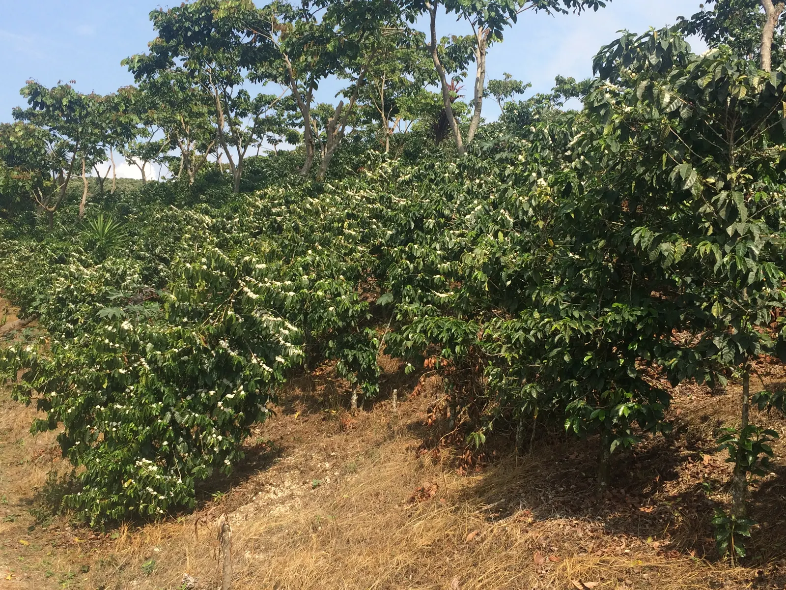 Culpan coffee field in bloom under natural shade